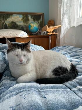 Foto - Kater und Haus abzugeben in gute Hände! Idealerweise im Paket.