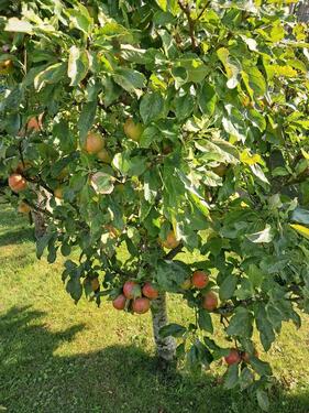 Foto - Grundst&uuml;ck zur Miete in Sassnitz