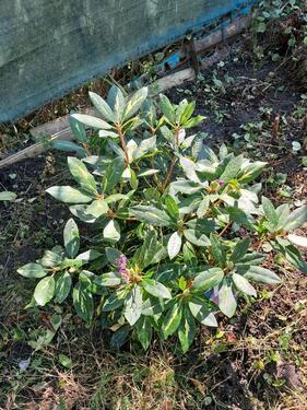 Foto - Grundst&uuml;ck in Sassnitz zur Miete