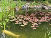 Foto - Einfamilienhaus in Braunschweig zum Kaufen