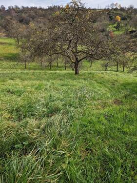 Foto - Baumwiese, Baumgrundstück - 2.500,00&nbsp;EUR Kaltmiete, ca.&nbsp; 0,00&nbsp;m&sup2;