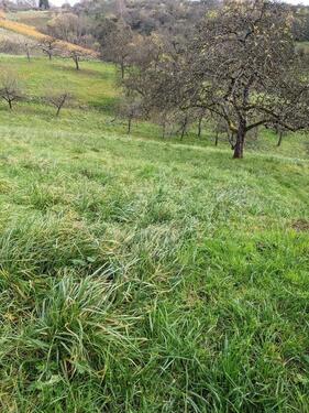 Foto - Grundst&uuml;ck in Remshalden zur Miete