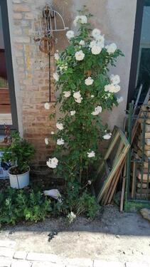 Foto - 4 Zimmer Maisonettenwohnung in Werder (Havel)