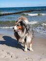 Foto - Schicke Ostsee-Ferienwohnung für 2-4 Personen, gern mit Hund