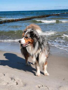 Foto - Schicke Ostsee-Ferienwohnung für 2-4 Personen, gern mit Hund
