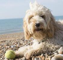 Urlaub mit Hund? Exklusive Reetkaten am Meer, Ostsee, Nordsee, Fehmarn, Lübecker Bucht, Nordfriesland, auch Last Minute Angebote, Ferienhaus Ferienwohnung Strand Hundeurlaub - Langenhorn