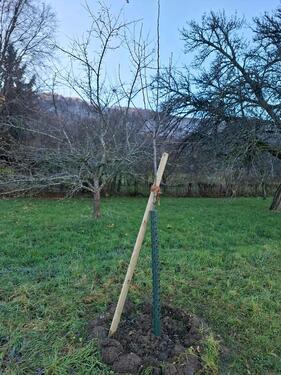 Foto - Grundstück in Dettingen an der Erms zur Miete