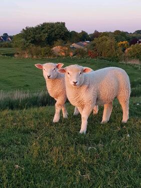 Foto - andere in Büsum