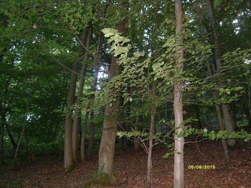 Foto - Waldgrundstücke - 3,00&nbsp;EUR Kaltmiete, ca.&nbsp; 0,00&nbsp;m&sup2;