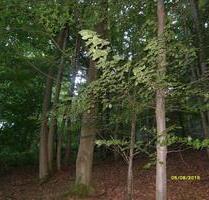 Waldgrundstücke - 3,00&nbsp;EUR Kaltmiete, ca.&nbsp; 0,00&nbsp;m&sup2; in Bad Bibra (PLZ: 06647)