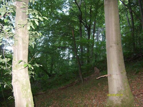 Foto - Grundst&uuml;ck in Bad Bibra