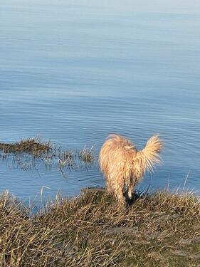 Foto - andere in Großheide