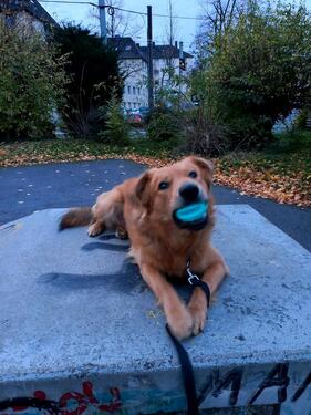 Foto - Wohnung 2 Raum - 580,00 EUR Kaltmiete, ca.  45,00 m²