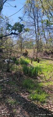 Foto - andere in Ganderkesee