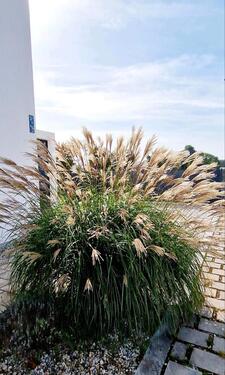 Foto - Einfamilienhaus in Pilsting zur Miete