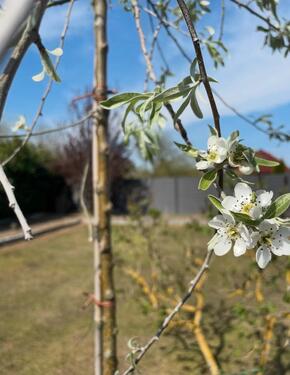 Foto - 3 Zimmer Einfamilienhaus in Grasleben
