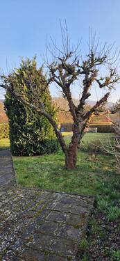 Foto - Einfamilienhaus in Bleicherode zum Kaufen