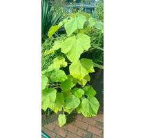 Wohnung zu Vermieten von privat - Neukirchen-Vluyn