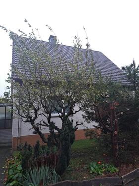 Foto - Einfamilienhaus - 260.000,00 EUR Kaufpreis,