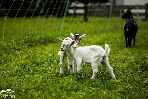 Foto - andere in Kochel am See