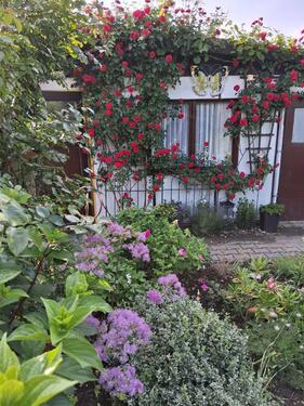 Foto - Gepflegten Kleingarten im KGV Kleinwolmsdorf abzugeben
