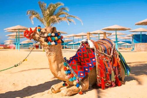 Foto - SEE-RESIDENZ Luxuriöse Suiten direkt am Roten Meer in *Hurghada**