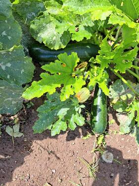 Foto - Grundst&uuml;ck zur Miete in Nordhausen