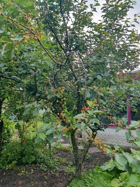 Foto - Grundst&uuml;ck in Wolfenbüttel zur Miete