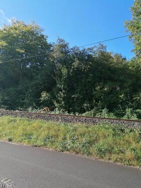 Foto - Grundstück zur Miete in Betzdorf