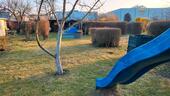Foto - Pacht Garten mit guter Lage Erfurt-Linderbach