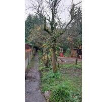 Garten in Gladbeck - 70,00&nbsp;EUR Kaltmiete, ca.&nbsp; 0,00&nbsp;m&sup2; in Gladbeck (PLZ: 45968) Brauck