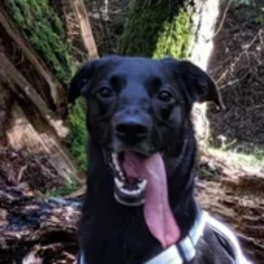 Foto - ~ Hundefreunde aufgepasst ~ - 570,00 EUR Kaltmiete,