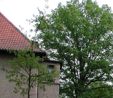Foto - Zwei-Zimmer Dachgeschoß in Hohen Neuendorf