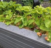 Kleinen Kleingarten am Senftenberger See - Dresden Altstadt