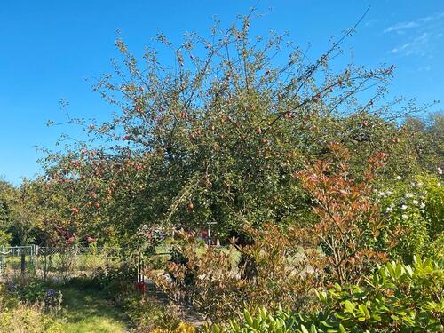 Foto - Grundst&uuml;ck in Kiel zur Miete