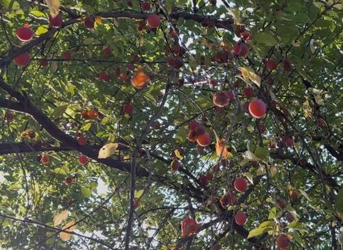 Foto - Garten von privat zu verpachten