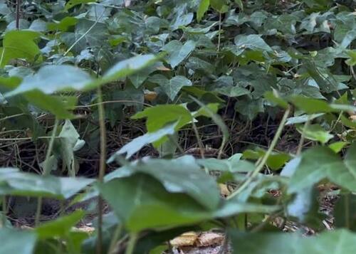 Foto - Grundst&uuml;ck in Bad Karlshafen