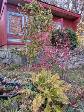 Foto - Kleingarten m.Bungalow am Waldrand in Zschopau