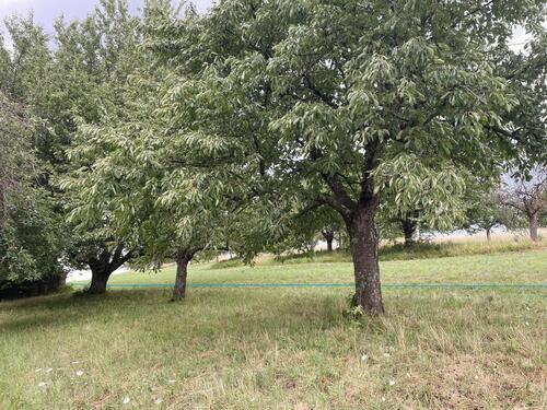 Foto - Grundst&uuml;ck in Neuffen zur Miete