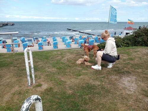 Foto - Ferienwohnung Urlaub mit Hund - Urlaub mit Hund an der Ostsee