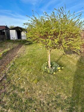 Foto - Grundst&uuml;ck in Glauchau zur Miete