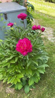 Foto - Grundstück zur Miete in Naunhof