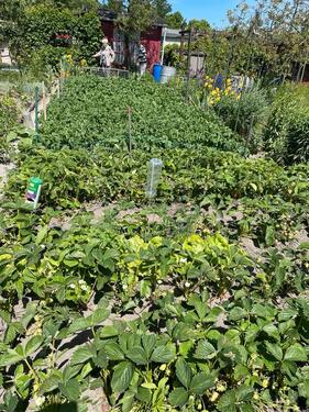 Foto - Grundstück in Naunhof