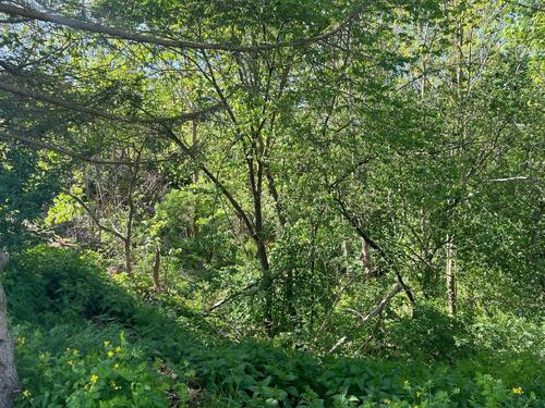 Foto - Auktion - 0,8 ha Wald unterhalb des Schlosses Rammelburg in 06343 Friesdorf