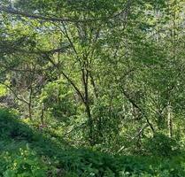 Auktion - 0,8 ha Wald unterhalb des Schlosses Rammelburg in 06343 Friesdorf - Mansfeld