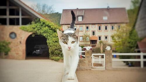 Foto - 3 Zimmer Etagenwohnung zur Miete in Erbach