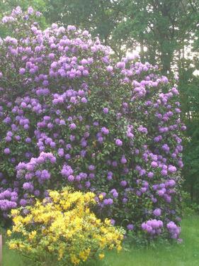 Foto - Bungalow in Felde zum Kaufen