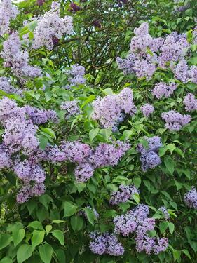 Foto - Kleingarten Berlin Tempelhof - 27.000,00&nbsp;EUR Kaufpreis, ca.&nbsp; 0,00&nbsp;m&sup2;