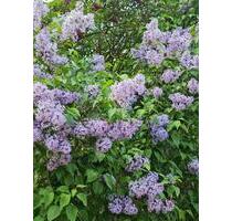 Kleingarten Berlin Tempelhof - 27.000,00&nbsp;EUR Kaufpreis, ca.&nbsp; 0,00&nbsp;m&sup2; in Berlin (PLZ: 10829) Tempelhof-Schöneberg