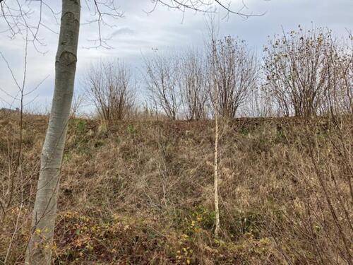 Foto - Grundst&uuml;ck in Diepholz zum Kaufen